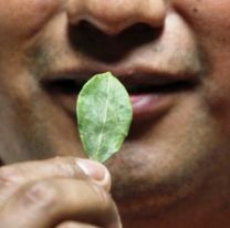 Para los coqueros: el mensaje que circula en Bolivia