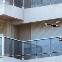 &iquest;Los pudiste ver? / Tucanes en la ciudad, una fiesta para los sentidos de salte&ntilde;os y turistas