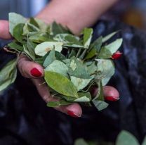 Coqueo: afirman que el roedor que transmite la Fiebre Hemorrágica Boliviana “no habita en Salta”