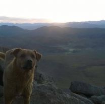 ¡Un gran héroe! / Murió el cabo “Perro Montañés” perteneciente a la 5º Brigada destacamento Vigilancia San Antonio de los Cobres