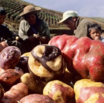 &iexcl;Imperdible! / Este domingo, la Papa Andina tiene su fiesta en El Alfarcito