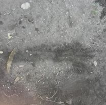 [FOTOS] Apareci&oacute; el lobiz&oacute;n en el norte de Salta: las im&aacute;genes que lo comprueban