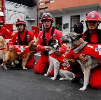 Salta tendrá sus primeros perros bomberos
