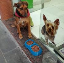 Conmovedor gesto de un negocio salte&ntilde;o con los perritos de la calle