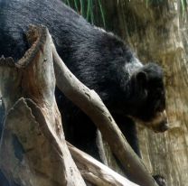 Afirman que existe el �ucumar  en Salta