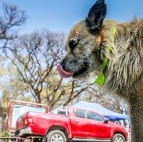 Milagro salte&ntilde;o: quieren salvar a los perros peregrinos