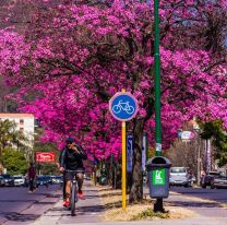 Este a&ntilde;o buscar&aacute;n plantar 5 mil &aacute;rboles en la ciudad de Salta