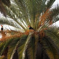 Causó sorpresa la presencia de tucanes en el centro salteño