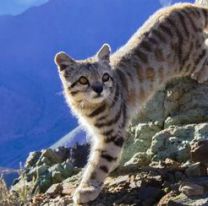 El silencioso “Fantasma de los Andes se encuentra en serio peligro de extinción