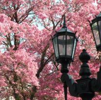 VIDEO | Los lapachos florecidos pintan a Salta de rosado