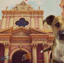 Convocan a voluntarios para asistir a perros peregrinos