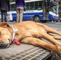 Campaña para evitar que los perros se pierdan en las peregrinaciones