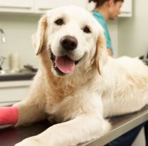 Hoy se inaugura el Hospital P&uacute;blico Municipal de Mascotas