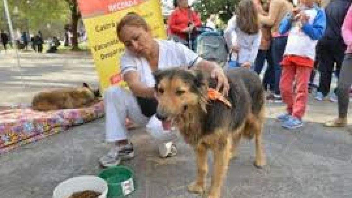 Perros peregrinos / Identificarán a las mascotas con cintas de colores