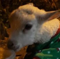 Oveja peregrina llegar&aacute; junto a Hip&oacute;lito Yrigoyen al Milagro