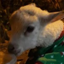 Oveja peregrina llegar&aacute; junto a Hip&oacute;lito Yrigoyen al Milagro