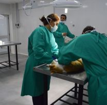 Atendieron 70 animales en el primer día del Hospital Municipal