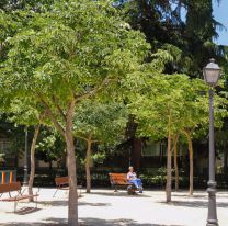 Hoy plantarán árboles por el Día Internacional de la Paz en el Parque San Martín