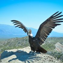 Bien ahí / Preparan la liberación de “Suyana”, un ejemplar hembra de cóndor andino