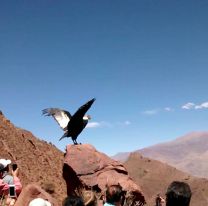 Una cóndor andina rescatada y recuperada será liberada en Cafayate