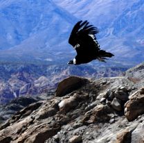 [ HAY FOTOS ] El cóndor andino &#8220;Suyana&#8221; alzó su vuelo entre los cerros de Cafayate