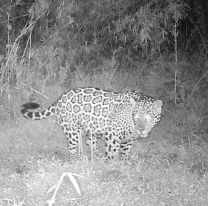 Fotografiaron a dos yaguareté juntos en el norte de Salta
