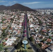 Bien ahí / El 52.6 % de los árboles en platabandas de la capital son especies nativas