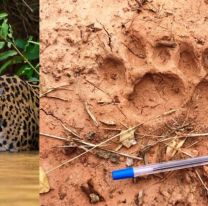 Por primera vez registraron la presencia del yaguaret&eacute; que habita en el chaco salte&ntilde;o