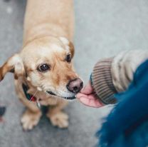 Instan a �adoptar un amigo  en el centro Mat&iacute;as Mancilla