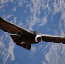 Bien ah&iacute; / Hasta el 8 de noviembre se desarrolla la Semana de las Aves