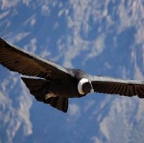 Bien ah&iacute; / Hasta el 8 de noviembre se desarrolla la Semana de las Aves