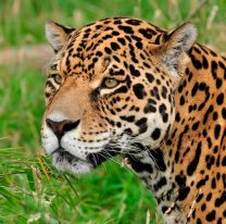 La buena del día / Declararon Sitios de Importancia para la Conservación del Yaguareté