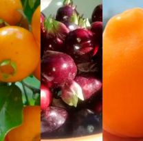 Las 5 frutas del Norte argentino que no vas a encontrar en la verdulería