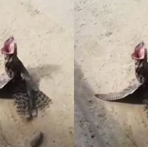 [HAY VIDEO] Apareció un kakuy en Salta y sorprendió a todos