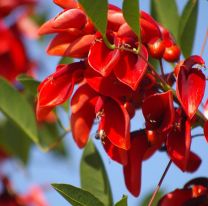 22 de noviembre, d&iacute;a del ceibo: flor nacional