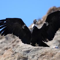 Liberar&aacute;n un C&oacute;ndor andino en Piedra del Molino