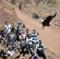 Liberarán un Cóndor andino en Piedra del Molino