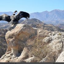 Hoy liberarán a un Cóndor andino en Piedra del Molino