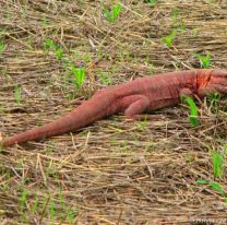 Autorizan a comer caraguay y a vender su piel en el Chaco-Salte&ntilde;o