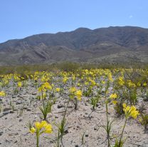 Ya empezó a florecer el Amancay en la recta de Tin Tin