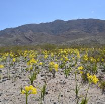 Ya empezó a florecer el Amancay en la recta de Tin Tin