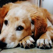 Un canal de TV emitir&aacute; un programa especial para que los perros no sufran la pirotecnia