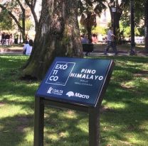 Colocaron carteles educativos en los árboles de la plaza 9 de Julio