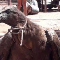 Rescataron a un c&oacute;ndor cautivo en un taller mec&aacute;nico de La Vi&ntilde;a