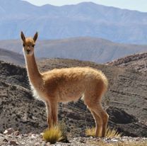 La Provincia trabaja en el aprovechamiento sustentable de la vicuña