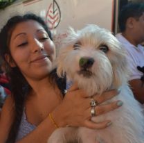 Castrarán y vacunarán gratis a las mascotas desde mañana en Salta