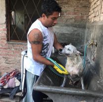 Rescat&oacute; a m&aacute;s de 10 perros discapacitados y se los llev&oacute; a su casa para cuidarlos