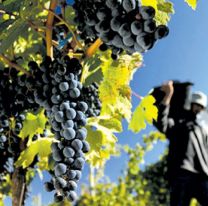 Hoy es el D&iacute;a del Trabajador Vitivin&iacute;cola en Argentina, &iquest;por qu&eacute; se celebra en esta fecha?