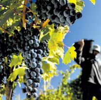 1 de febrero: Día del Trabajador Vitivinícola en Argentina, ¿por qué se celebra en esta fecha?