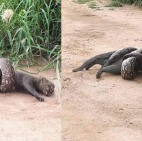 Salte&ntilde;a capt&oacute; el momento en el que un puma yaguarund&iacute; fue atrapado por una lampalagua